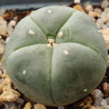 Lophophora williamsii