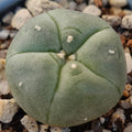 Lophophora williamsii