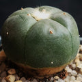 Lophophora williamsii