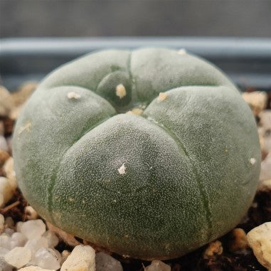Lophophora williamsii