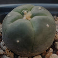 Lophophora williamsii