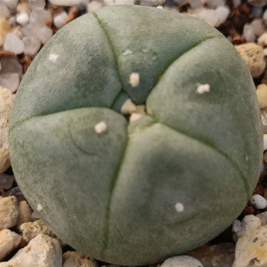 Lophophora williamsii