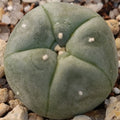 Lophophora williamsii