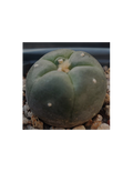 Lophophora williamsii