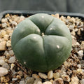 Lophophora williamsii