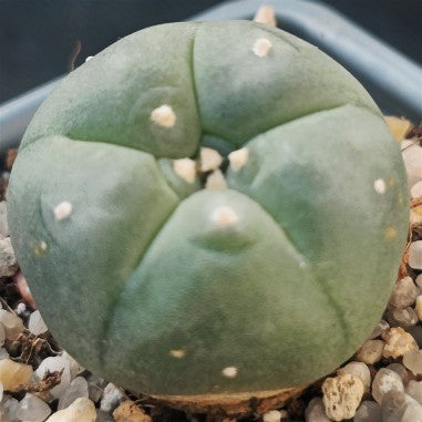 Lophophora williamsii