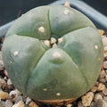 Lophophora williamsii