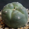 Lophophora williamsii