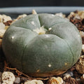 Lophophora williamsii