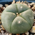 Lophophora williamsii