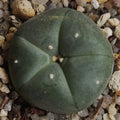 Lophophora williamsii