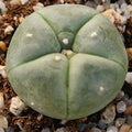Lophophora williamsii