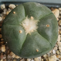 Lophophora williamsii