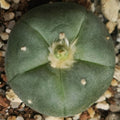 Lophophora Williamsii