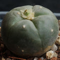 Lophophora Williamsii