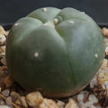 Lophophora williamsii