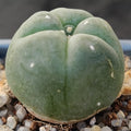 Lophophora williamsii