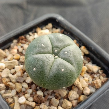 Lophophora williamsii