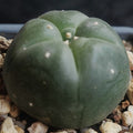 Lophophora williamsii