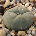 Lophophora williamsii