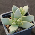 Maicharophyllum breviflorum