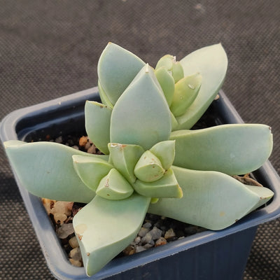 Maicharophyllum breviflorum