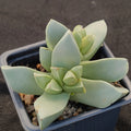 Maicharophyllum breviflorum