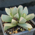 Maicharophyllum breviflorum
