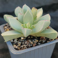 Maicharophyllum breviflorum