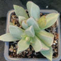 Maicharophyllum breviflorum
