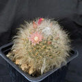 Mammillaria bocasana rosiflora