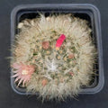Mammillaria bocasana rosiflora
