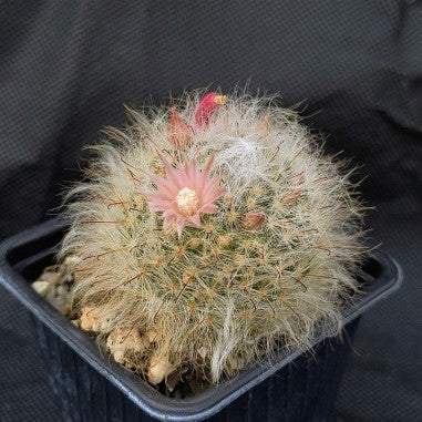 Mammillaria bocasana rosiflora