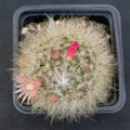 Mammillaria bocasana rosiflora