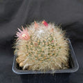 Mammillaria bocasana rosiflora