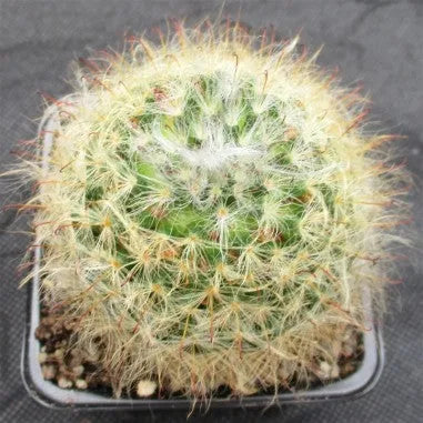 Mammillaria bocasana v roseiflora