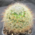 Mammillaria bocasana v roseiflora