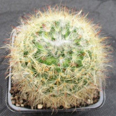 Mammillaria bocasana v roseiflora