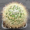 Mammillaria bocasana v roseiflora