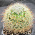 Mammillaria bocasana v roseiflora