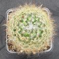 Mammillaria bocasana v roseiflora