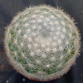 Mammillaria candida