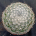 Mammillaria candida
