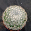 Mammillaria candida