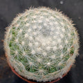 Mammillaria candida