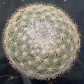 Mammillaria candida
