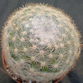 Mammillaria candida