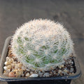 Mammillaria candida