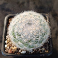 Mammillaria candida