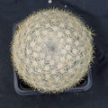 Mammillaria candida